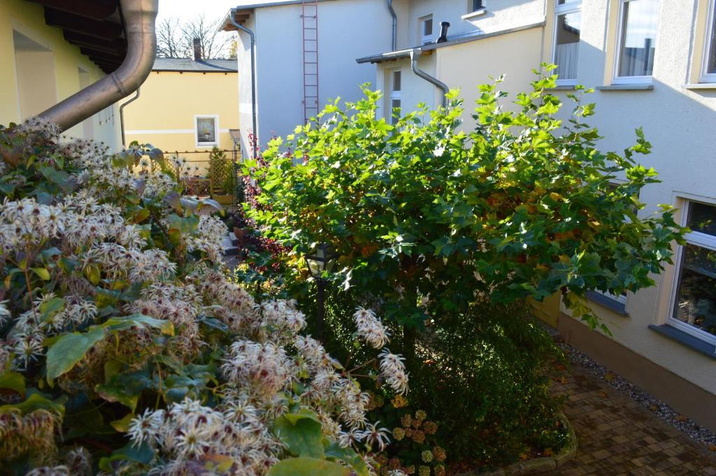 Gaestehaus Grothe Hotel Zinnowitz Ruang foto
